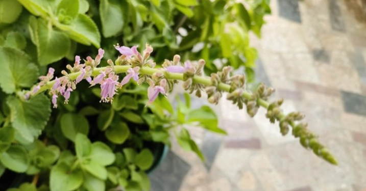 左手香開花