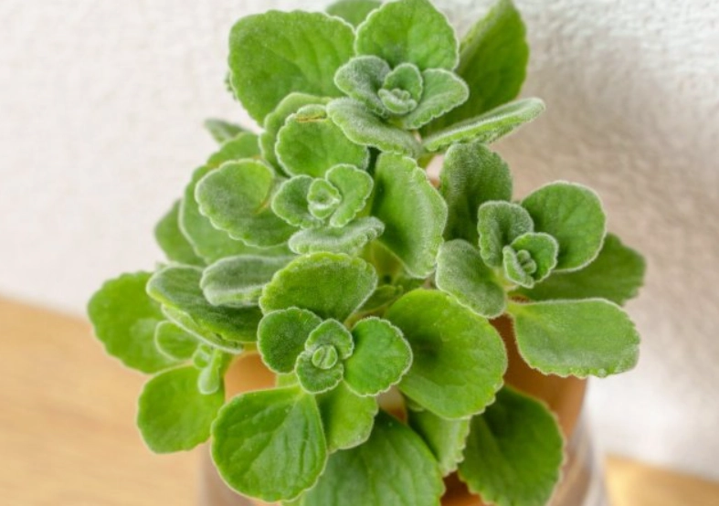 左手香盆栽好處