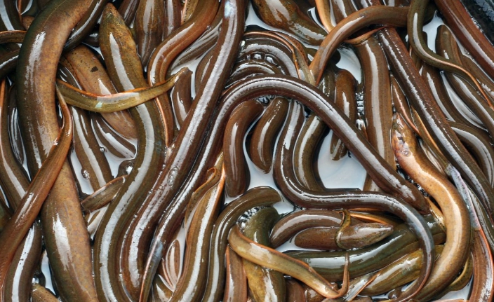 鱔魚食用注意