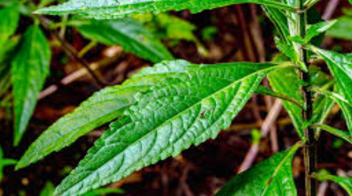 苦草食用方法
