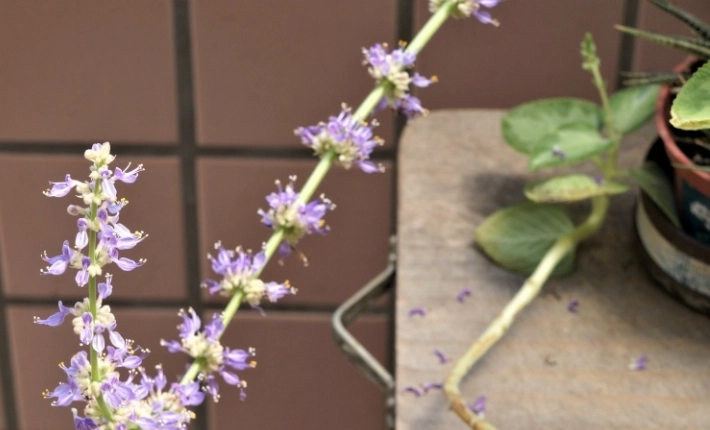 左手香開花條件