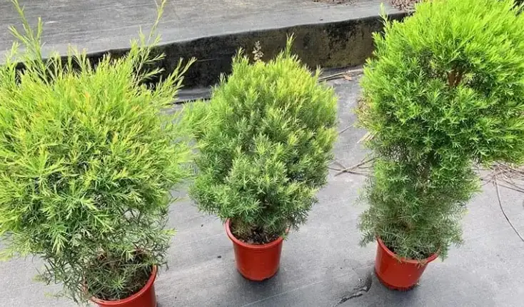 防蚊植物推薦 防蚊植物推薦
