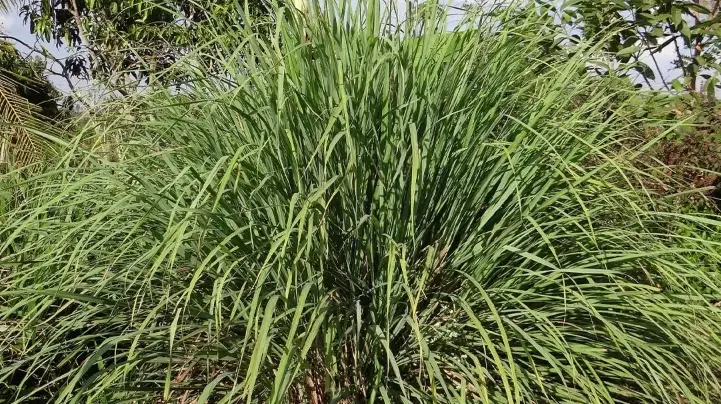 防蚊植物推薦 防蚊植物推薦