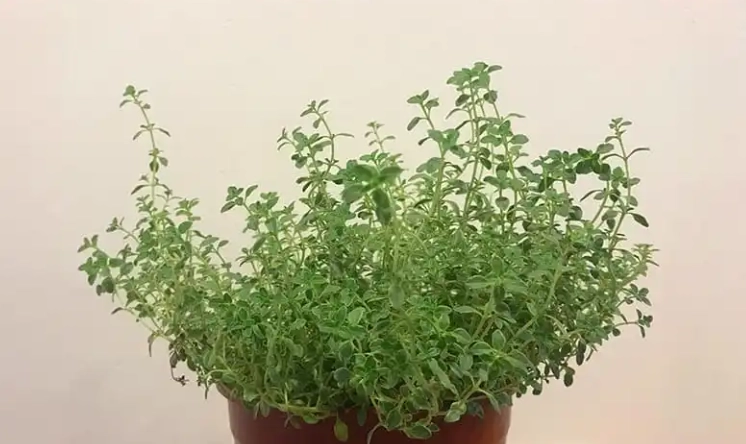 防蚊植物推薦 防蚊植物推薦