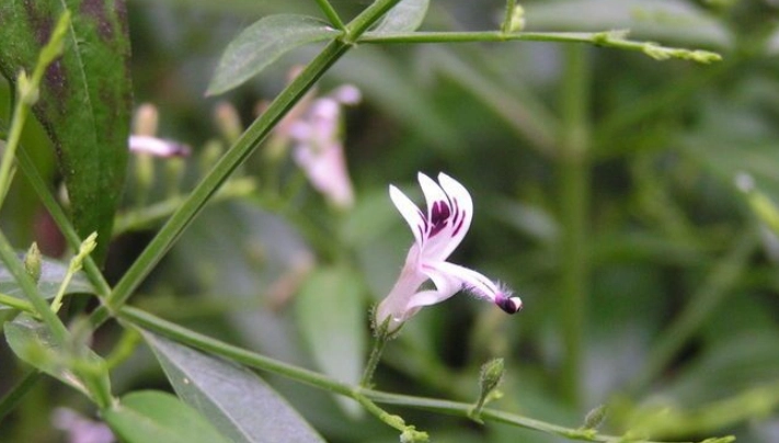 穿心蓮健康益處