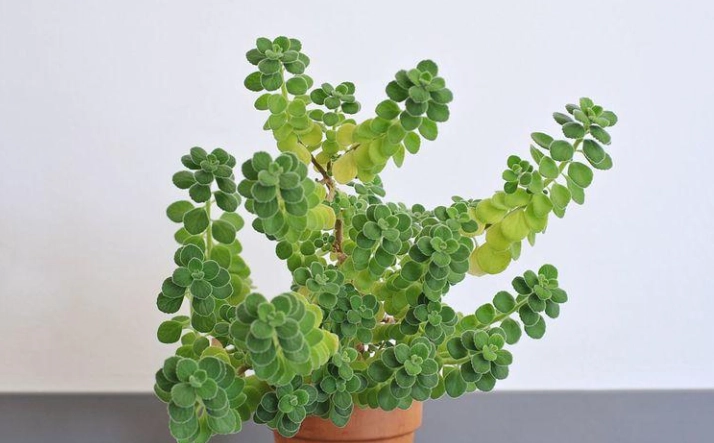 左手香盆栽好處
