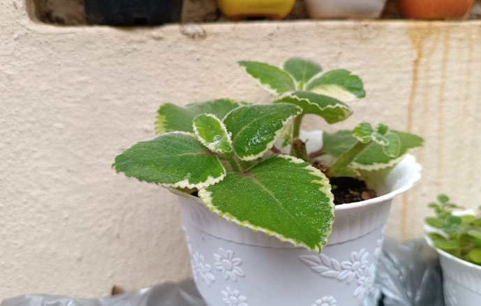左手香盆栽種植