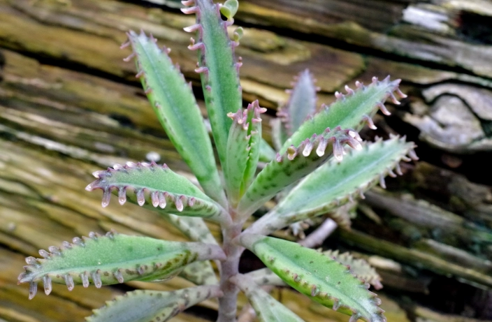 不死鳥多肉植物養護