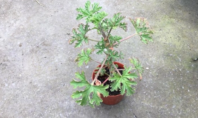防蚊植物