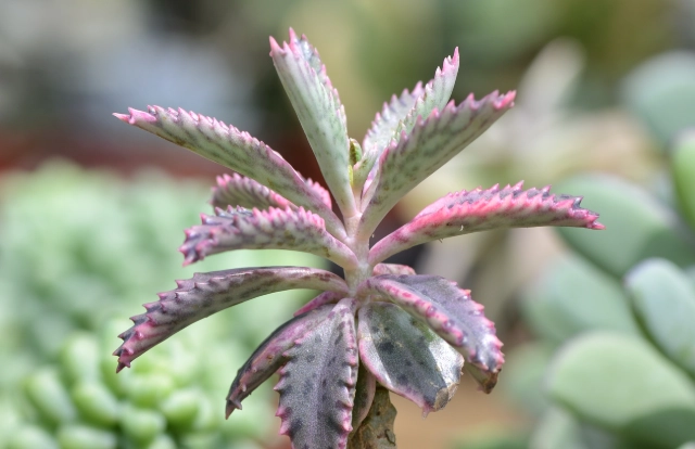 不死鳥多肉植物養護