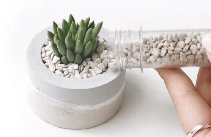 觀葉植物養護