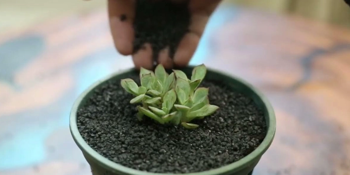 觀葉植物養護