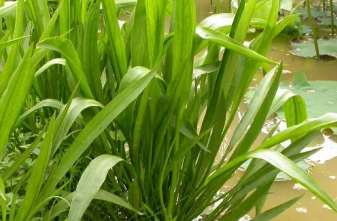 苦草茶做法