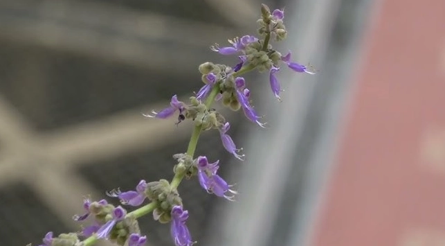 左手香開花條件
