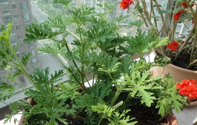 驅蚊草修剪時間