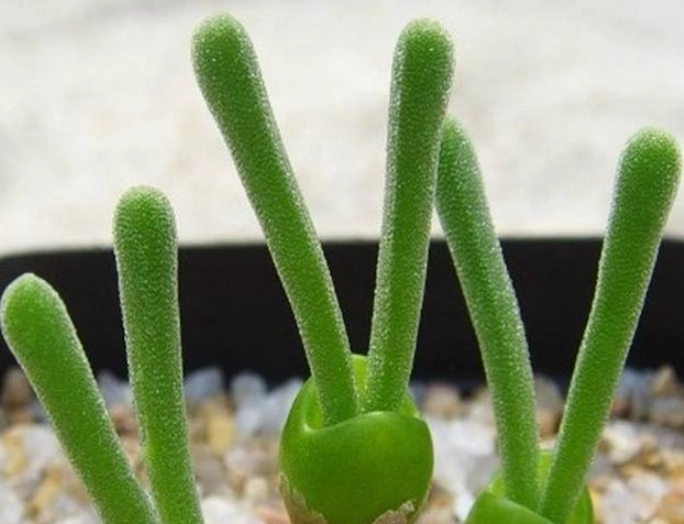 多肉植物葉插