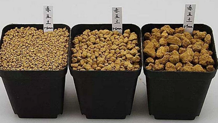 觀葉植物土壤