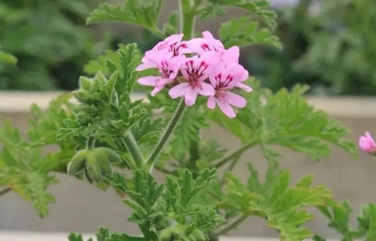 驅蚊草扦插