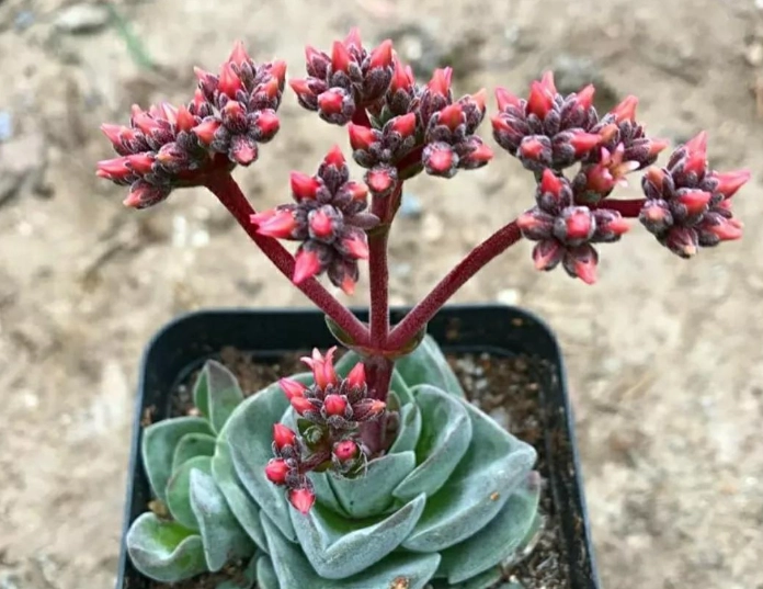 如何促進多肉開花 如何促進多肉開花