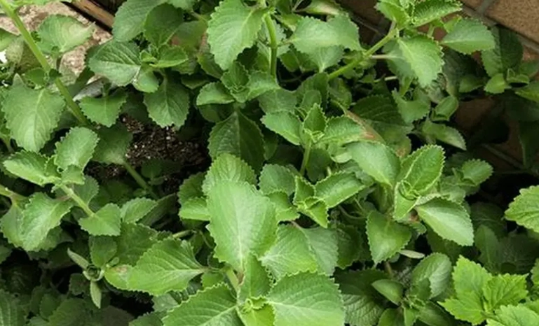 辦公室植物推薦 辦公室植物推薦