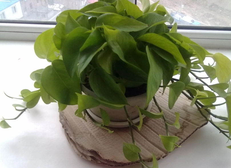 室內植物介質調配 室內植物介質調配