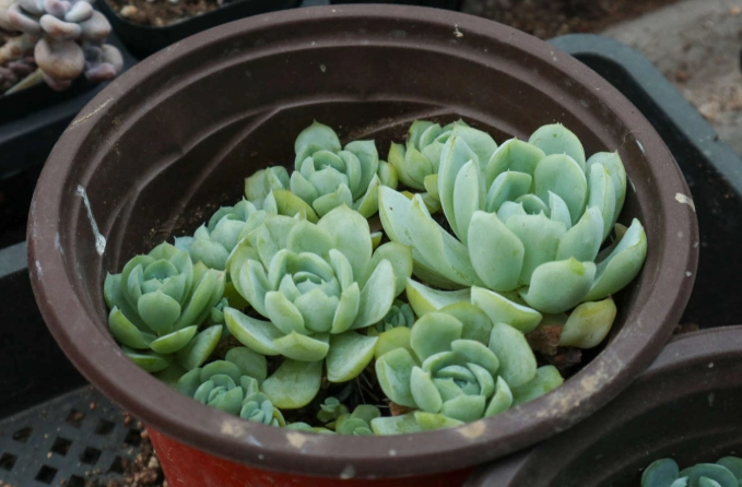 多肉植物開花方法 多肉植物開花方法