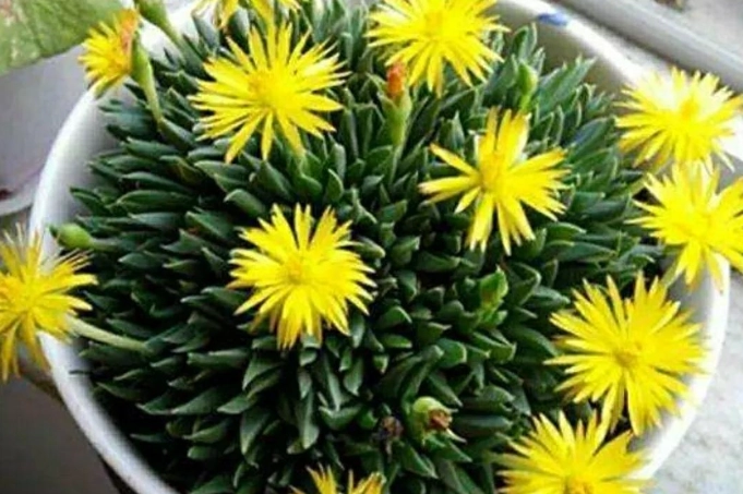 多肉植物開花方法 多肉植物開花方法