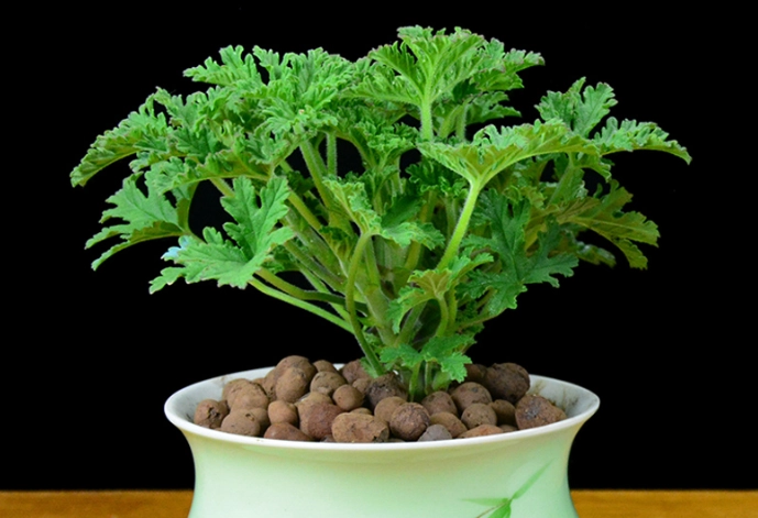 驅蚊草盆栽
