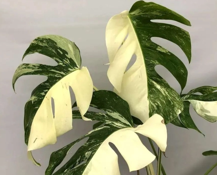 室內植物介質調配 室內植物介質調配