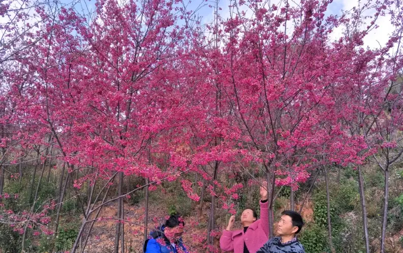 八仙山登山步道 八仙山登山步道