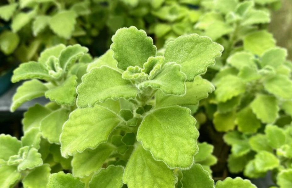 辦公室植物推薦 辦公室植物推薦