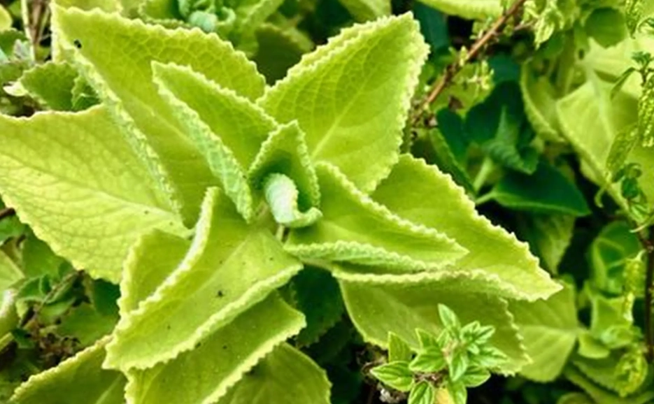 辦公室植物推薦 辦公室植物推薦