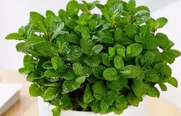 天然驅蚊植物 天然驅蚊植物