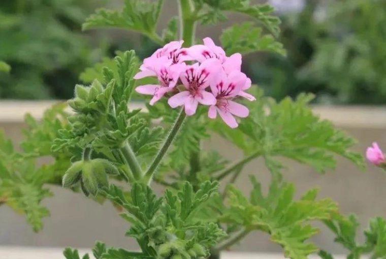 驅蚊草修剪方法