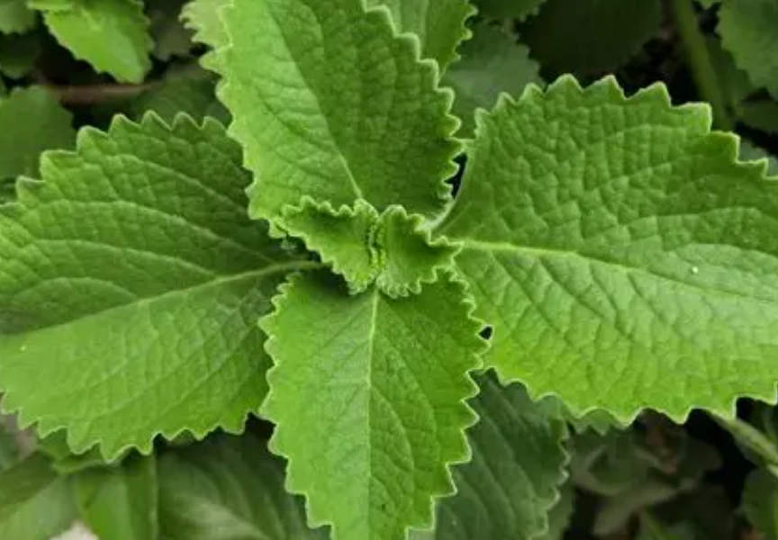 左手香種植土壤