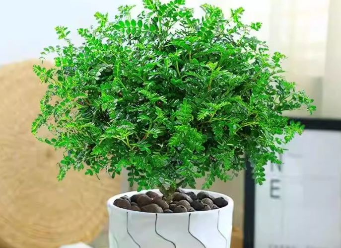 驅蚊草盆栽種植 驅蚊草盆栽種植
