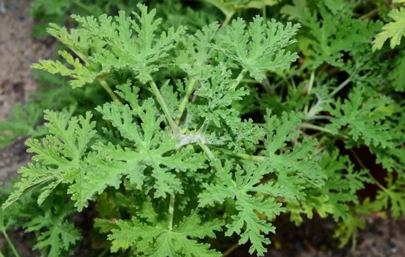 驅蚊草種植