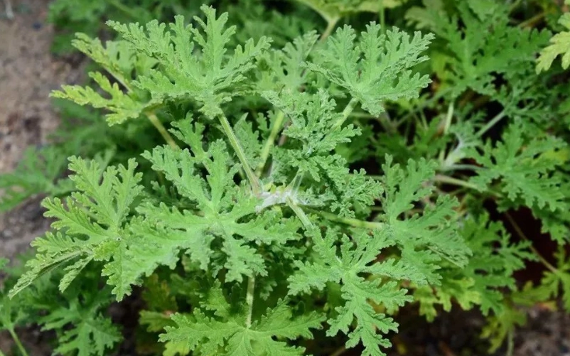 蚊草繁殖方法