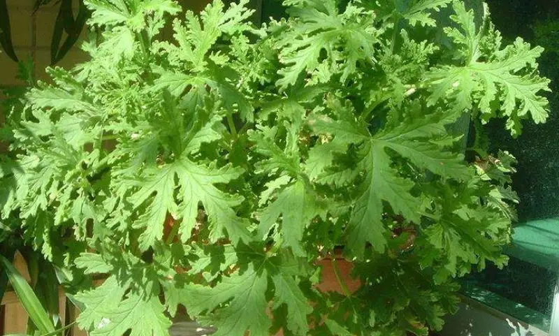 驅蚊草修剪方法