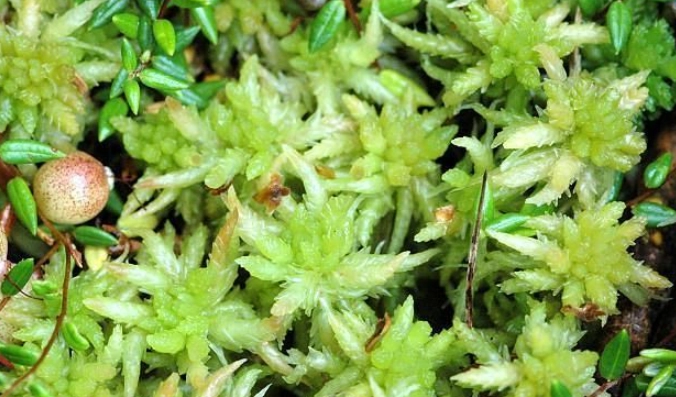 植物介質選擇 植物介質選擇