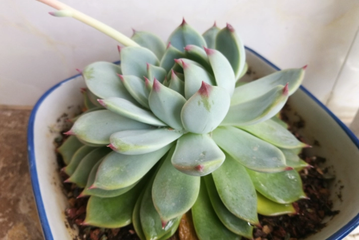 多肉開花後處理
