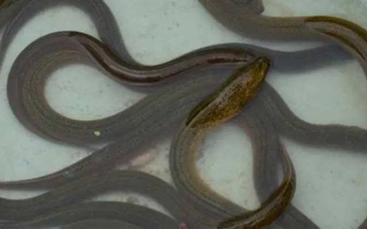鱔魚養殖技術