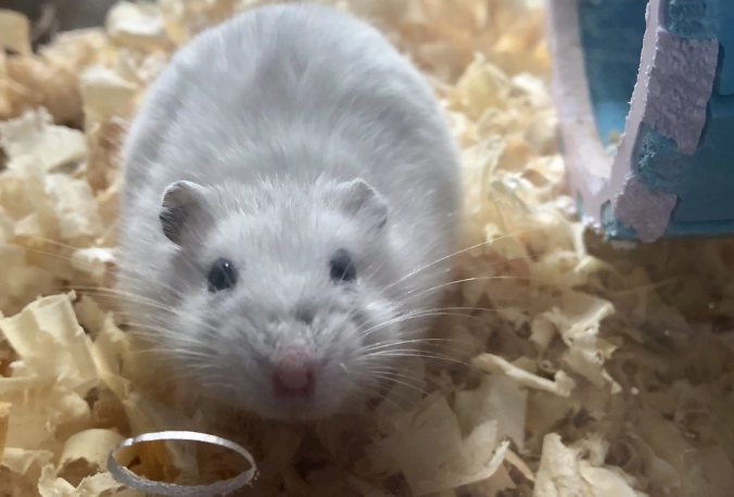 銀狐鼠體型 銀狐鼠體型