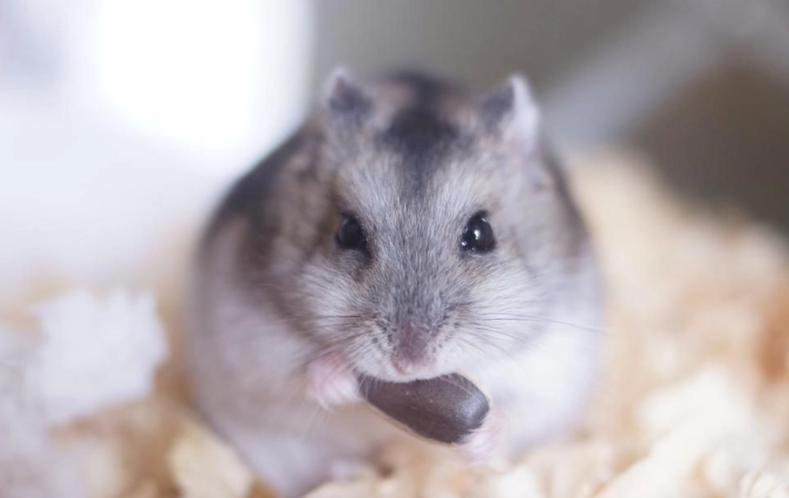 寵物鼠壽命 寵物鼠壽命