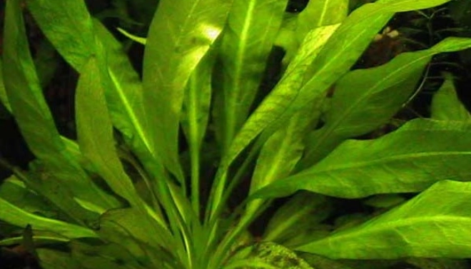苦草丸功效