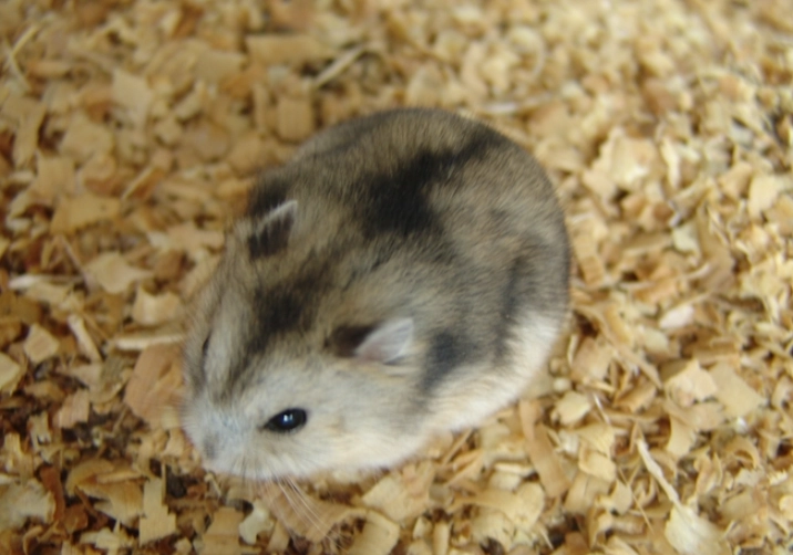 小毛足鼠飼養 小毛足鼠飼養
