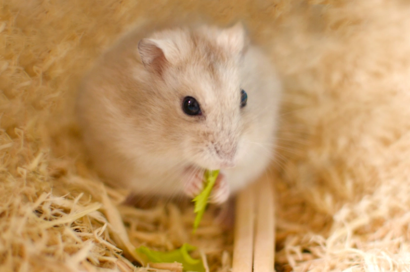 寵物鼠壽命 寵物鼠壽命