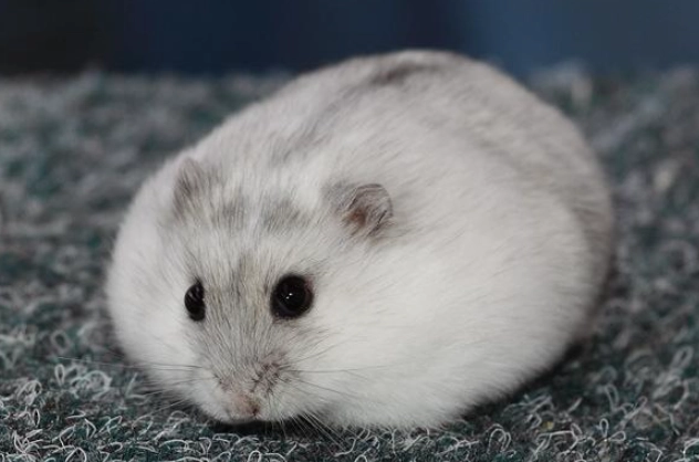 銀狐鼠尺寸 銀狐鼠尺寸