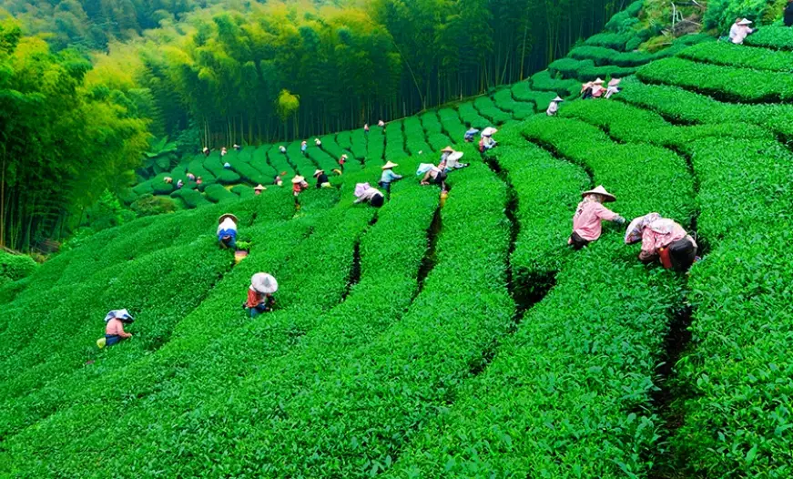 南投名間旅遊