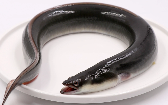 鱔魚養殖成本